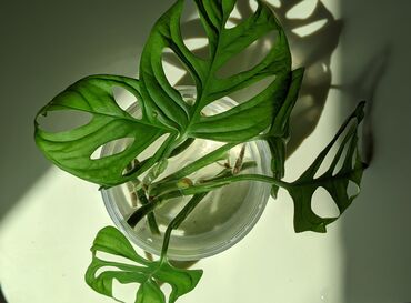 эва лист: В продаже комнатные растения Монстера Эскелето - 300 сом срез