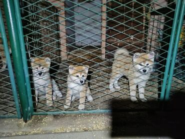 zenske broj: Stenci  Japanske Akite (Akita Inu) spremni za preuzimanje ostenjeni