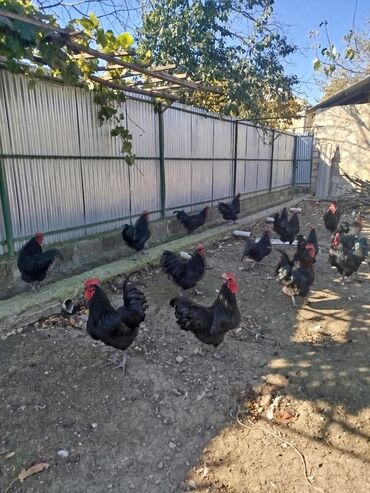 купить аквариум в баку: Курица, Australop, Для мяса