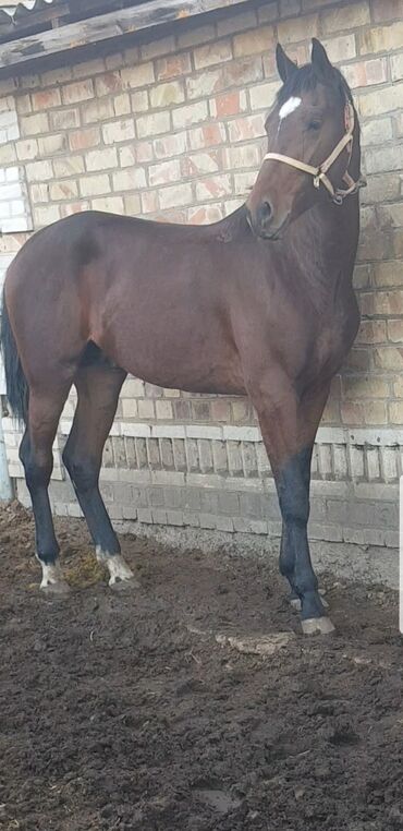 купить рабочую охотничью собаку: Сатам | Байтал | Аргын | Ат спорту | Асыл тукумдуу