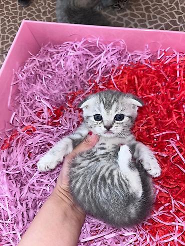 Pişiklər: Şotland, Erkək, Dişi, Yaxşı əllərə, Ünvandan götürmə, Pulsuz çatdırılma, Ödənişli çatdırılma — 1