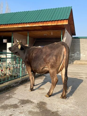 Коровы, быки: Продаю | Корова (самка) | Алатауская, Швицкая | Для разведения, Для молока — 13