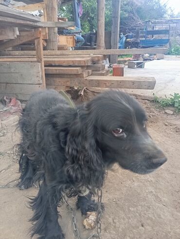 ахотничий собака: Продоется чистокровный испаньель цена 5000 сом адрес Каракол