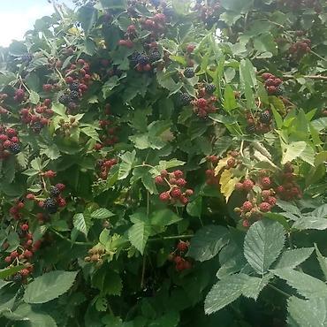 Blackberry saplings & cuttings: Ежевика "Торнфри " высокоурожайный сорт (саженцы) көчөттөрү сатылат — 3