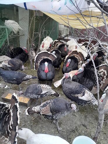 Индюки: Продаю | Индюк (самец) | Для разведения | Племенные — 4