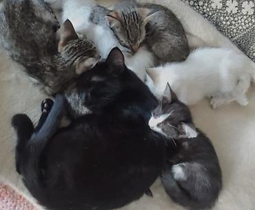 котята простые: Котята домашние, помёт от одной кошки. Окрас разный: - белые; - — 1