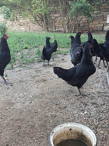 qarğa balası satılır: Salam Aleykum ! Şəkildə gördüyünüz 10 ədəd 5 aylıq təmiz qan — 7