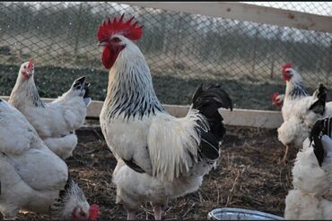 Куры, петухи: Продаю | Цыплята, Инкубационные яйца | Кучинская, Суссекс | Для разведения, Несушки