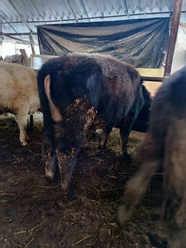 Коровы, быки: Продаю | Бык (самец) | Полукровка | На откорм | Привязанные — 9