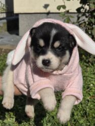 Psi: POKLANJAM štence mesanci haskija i ptičara,očišćeni od — 8