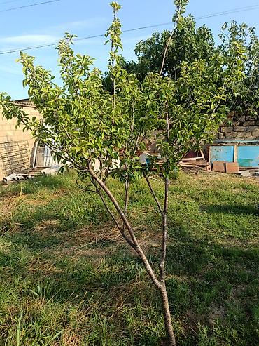 maştağa: Sabunçu r-nu, Maştağa qəsəbəsində, 186N marşrutun yolundan 50–60 m — 3