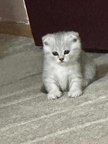Шотландский вислоухий котёнок, мальчик серебристого окраса, возраст 3
