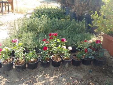 Çöl bitkiləri: Həmişə yaşıl — 30