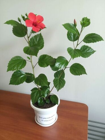 уличный цветы: Продам красивую китайскую розу (гибискус). Растение пересаженное