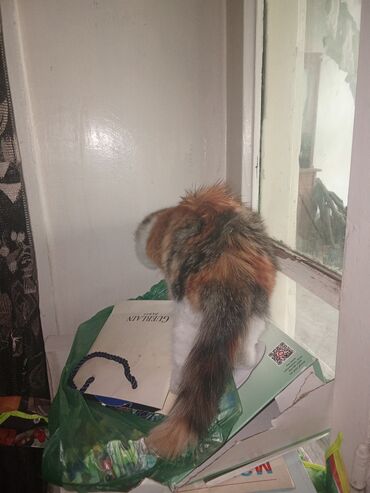 Pişiklər: Şotland balalar biri uzun tüklü balaca qulaq topus baladi üsdündə -da lalafo.az — 10 Pişiklər: Şotland balalar biri uzun tüklü balaca qulaq topus baladi üsdündə — 10