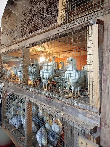 tovuz quşu balası: 1 ay 5 günlük. 3 manat. Sereblistdir. 200 ədəd. Şüvəlan — 2