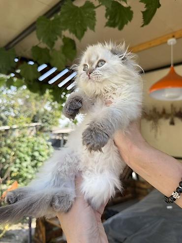 кошка майкун: Скотиш Фолд (Шотландская вислоухая), 2 месяца, Девочка, Серебристая шиншилла, Приучена к лотку, Проглистована, С документами — 9