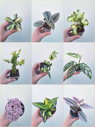 растения комнатные: 💚 Комнатные растения (детки/молодые растения). 🪴 Названия и цены — 1