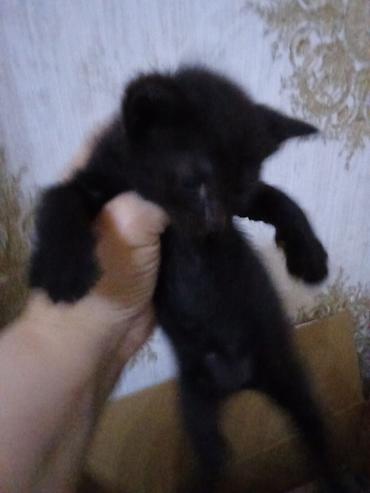 Pişiklər: Erkək, Dişi — 12