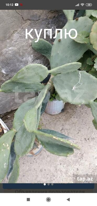 Kaktus: Кактус