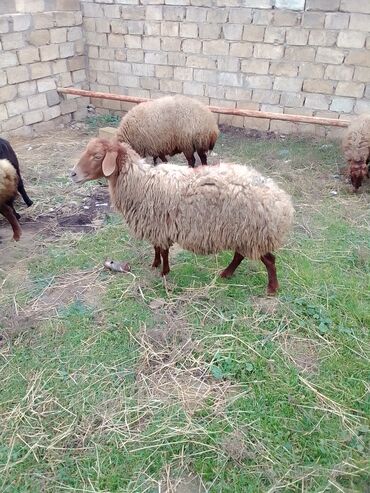 Qoyunlar, qoçlar: Qiymət cütünə ayıdır real alıcıya endirim olacaq boğaz heyvan di — 12