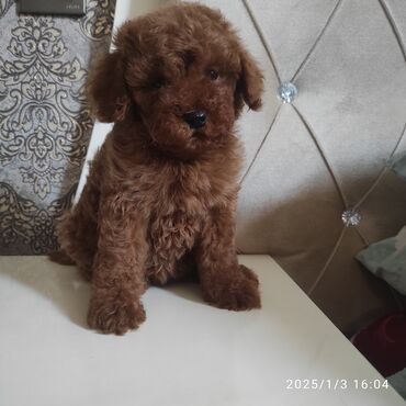 toy poodle qiyməti: Pudel, 2 ay, Erkek, Ünvandan götürmə