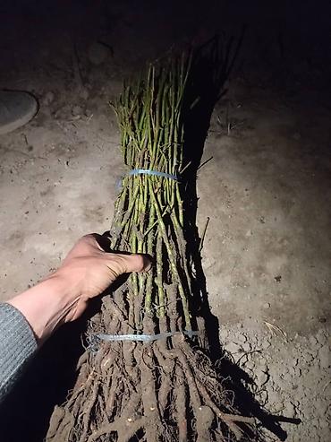 Роза: Продаю Розы ОПТОМ!!! На продажу есть розы в большом количестве разных — 29