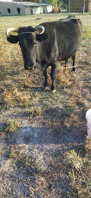 карова с телёнком: Продаю | Корова (самка) | Для молока | Привязанные — 1