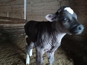 Коровы, быки: Продаю | Музоо, торпок | Для разведения — 7