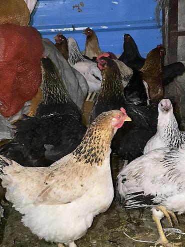Куры, петухи: Продаю | Куры | Домашняя | Несушки — 1