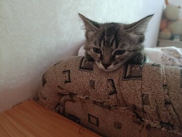 абиссинский кот: Отдам 🐱 кошечку в добрые руки. Кошечка- очень ласковая, любит играть и