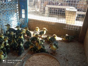 ördek qaz: Dişi, | Lal ördək, Damazlıq, Ünvandan götürmə