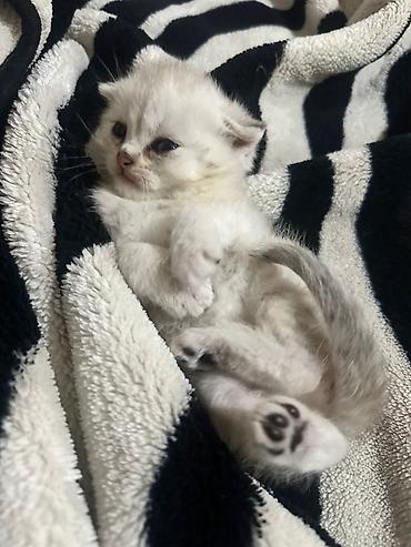 Pişiklər: Şotland yastı qulaq — 17