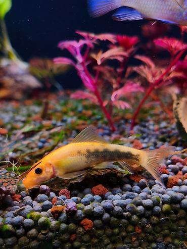 su çəkən mator: Gold Chinese Algae Eater. Qızılı Çin yosun yeyəni satıram. Barter — 2