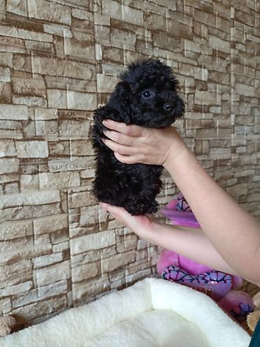pudel ucuz: Pudel, 2 ay — 7