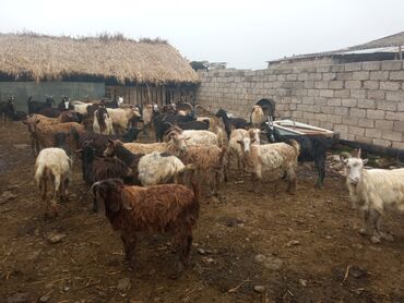 Keçi, çəpiş: Keçilər satilir — 5