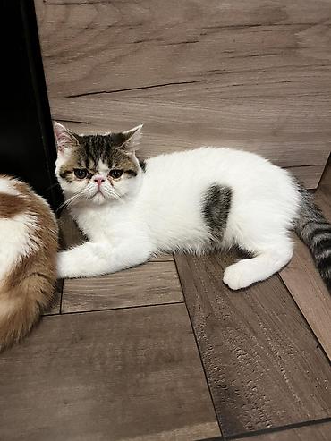 brod za prihranu ribe: Na prodaju egzotični kratkodlaki mačići (Exotic Shorthair) — 9