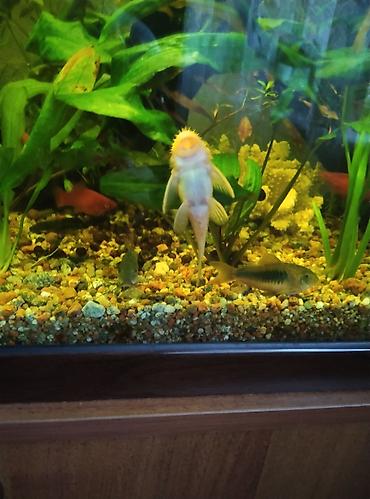 Аквариумы: Продаю скаляров самца с самкой взрослые а также две пары половозрелых — 9