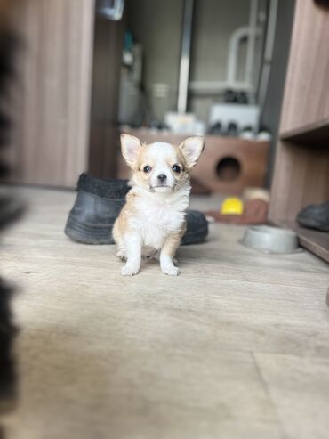 пекинес собака: В продаже щенок чихуахуа длинношерстная. Девочка, 2 месяца. Все