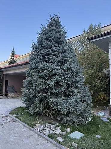 семена голубой ели купить: Ель голубая (Picea pungens ‘Glauca’) — взрослая декоративная хвойная — 1