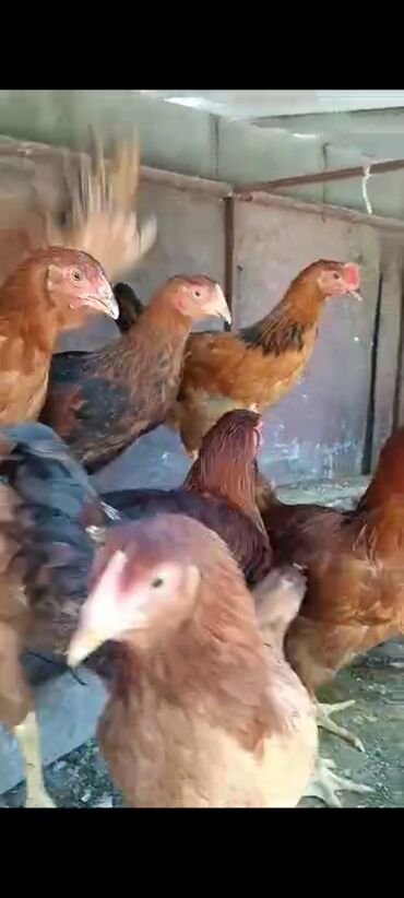 животные птицы: На продажу корейский тоджоны чисто кровные вылупились 8-марта цена