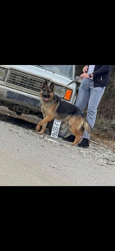 alman ovcarkası satılır: Alman çoban iti, 2 il, Erkək, Peyvəndli — 1