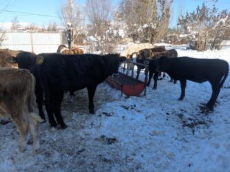 охотничий собак: Продаю | Бык (самец) | Герефорд, Голштин, Швицкая | На откорм | Племенные at lalafo.kg охотничий собак: Продаю | Бык (самец) | Герефорд, Голштин, Швицкая | На откорм | Племенные