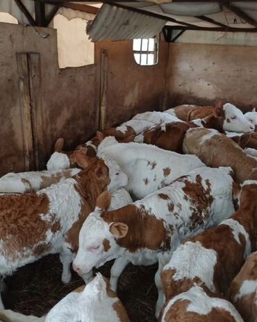 Dana, buzov: Dana, buzov, Dişi, Simental, ay: 1, Damazlıq, Ətlik, Rayonlara çatdırılma, Pulsuz çatdırılma, Ödənişli çatdırılma — 17