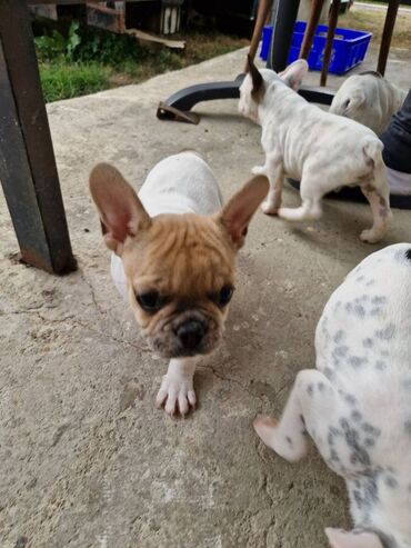 Psi: Štenci francuskog buldoga, oštenjeni 28.07, čekaju svoje nove na lalafo.rs — 10 Psi: Štenci francuskog buldoga, oštenjeni 28.07, čekaju svoje nove — 10