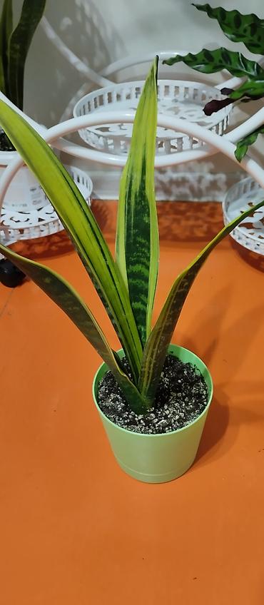 Женское счастье (Спатифиллюм): Комнатные растения — декоративнолистные сорта 1) Спатифиллум (на фото — 10