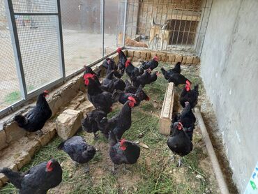 Toyuqlar: Toyuq, Australorp, Damazlıq, Ünvandan götürmə, Ödənişli çatdırılma, Rayonlara çatdırılma -da lalafo.az — 5 Toyuqlar: Toyuq, Australorp, Damazlıq, Ünvandan götürmə, Ödənişli çatdırılma, Rayonlara çatdırılma — 5