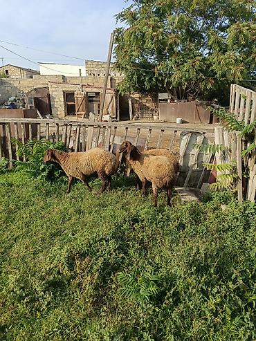 cin bildircin yumurtasi: Dişi, Qala, il: 1, 40 kq, Damazlıq, Ətlik — 1