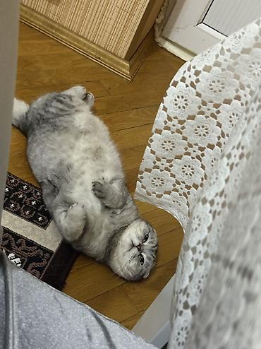 Кошки: Шотландская вислоухая — 2
