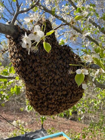 ari ailesi: Продаются пчелиное ройи цена договорная в районе Кусары